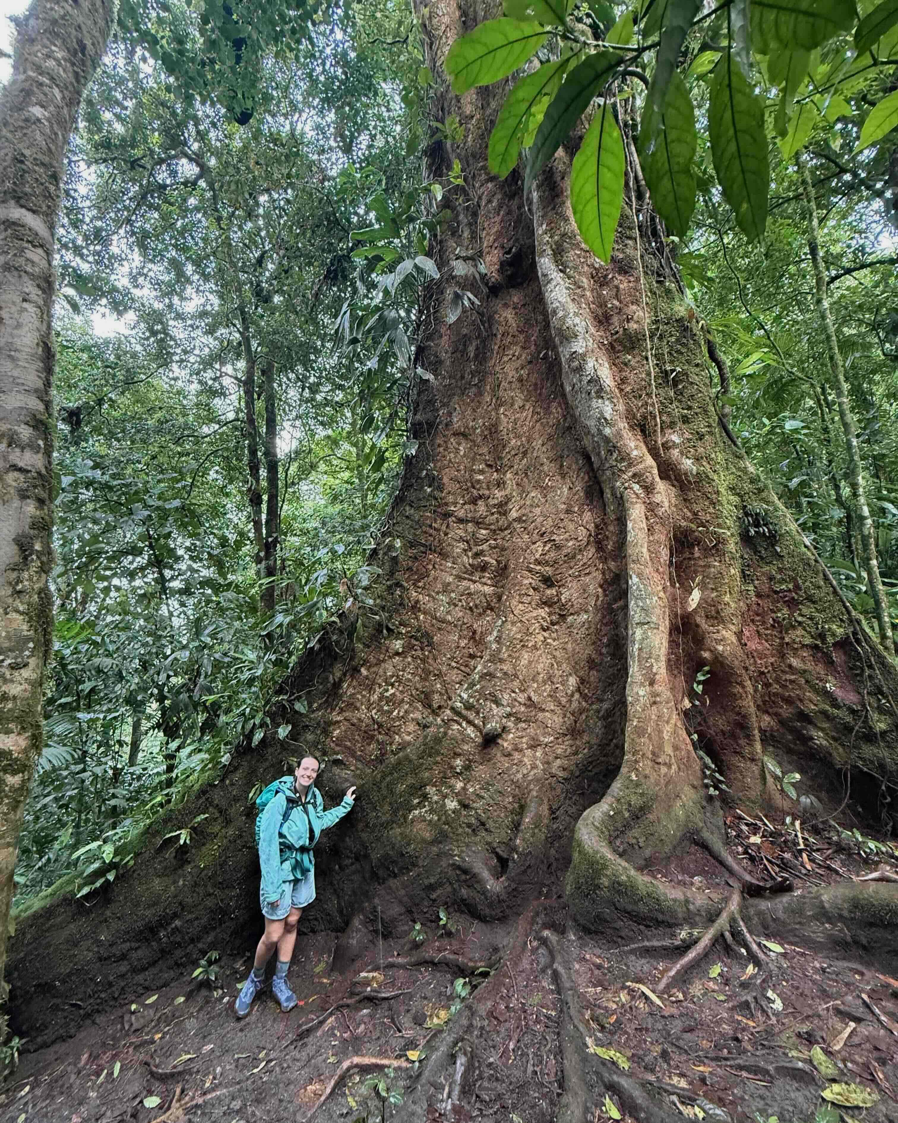 Large tree