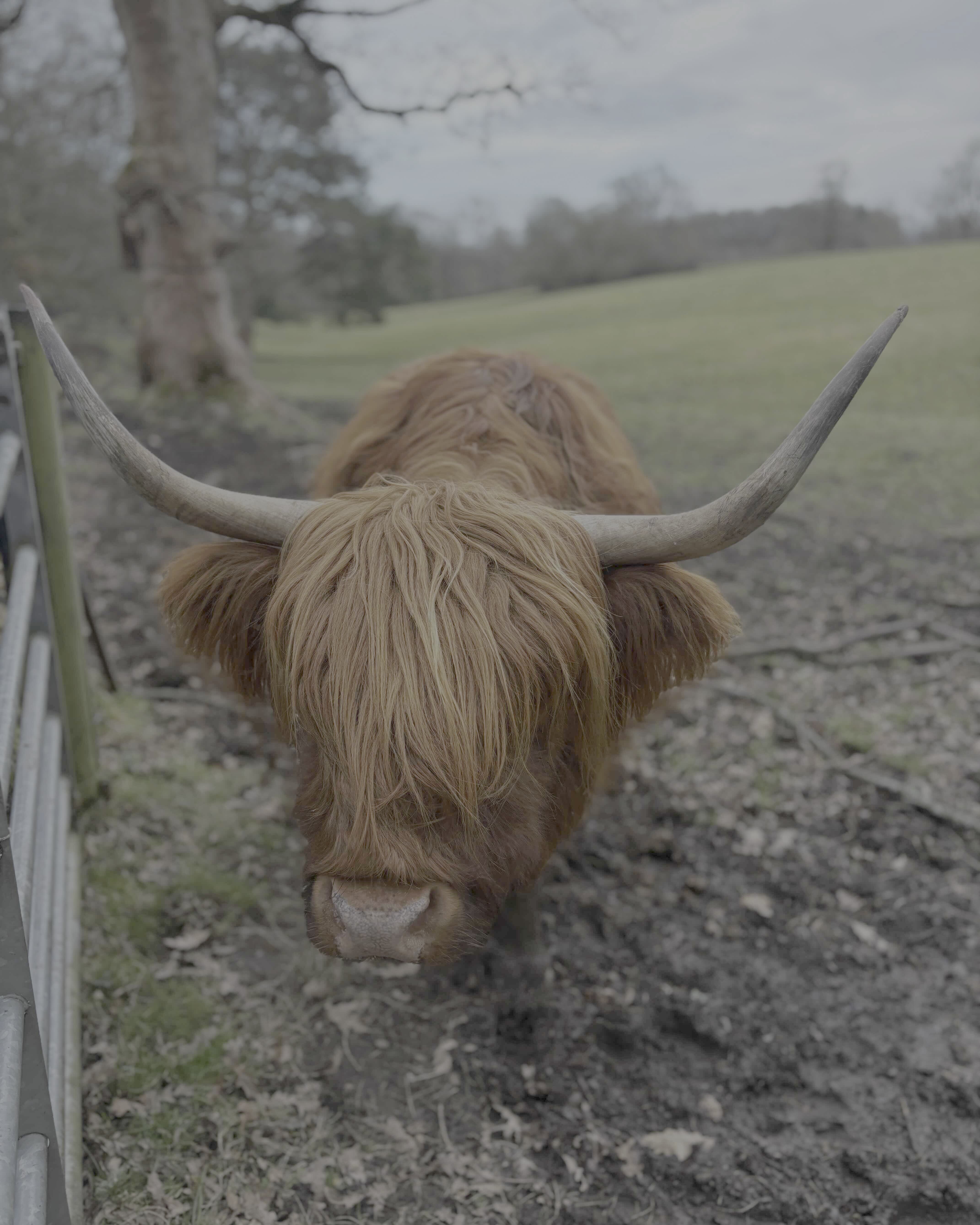 cow