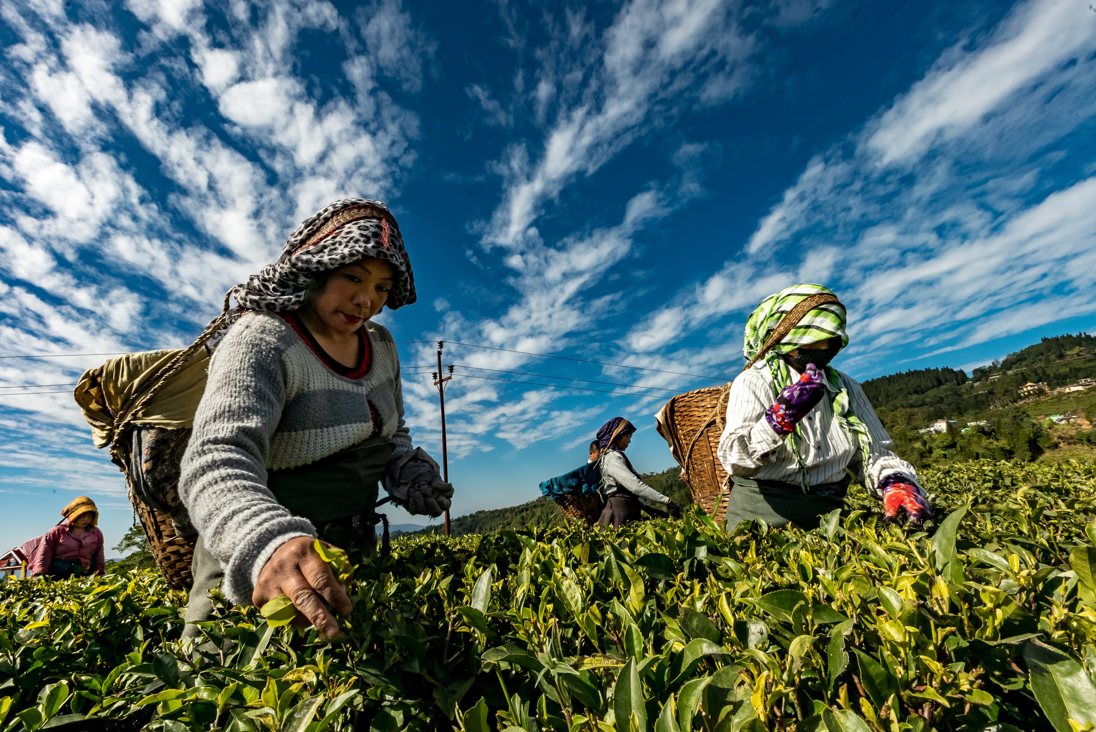 women picking crops