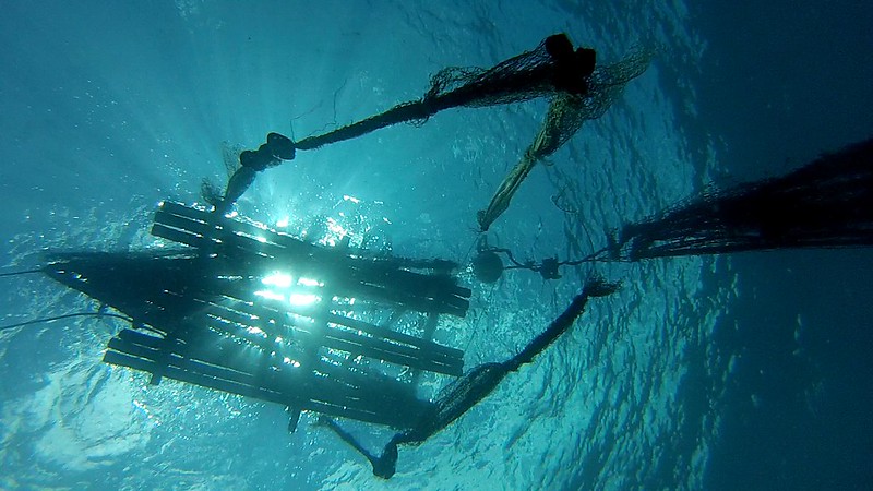 A Fish Aggregating Device (FAD) in Langalanga Lagoon, Solomon Islands