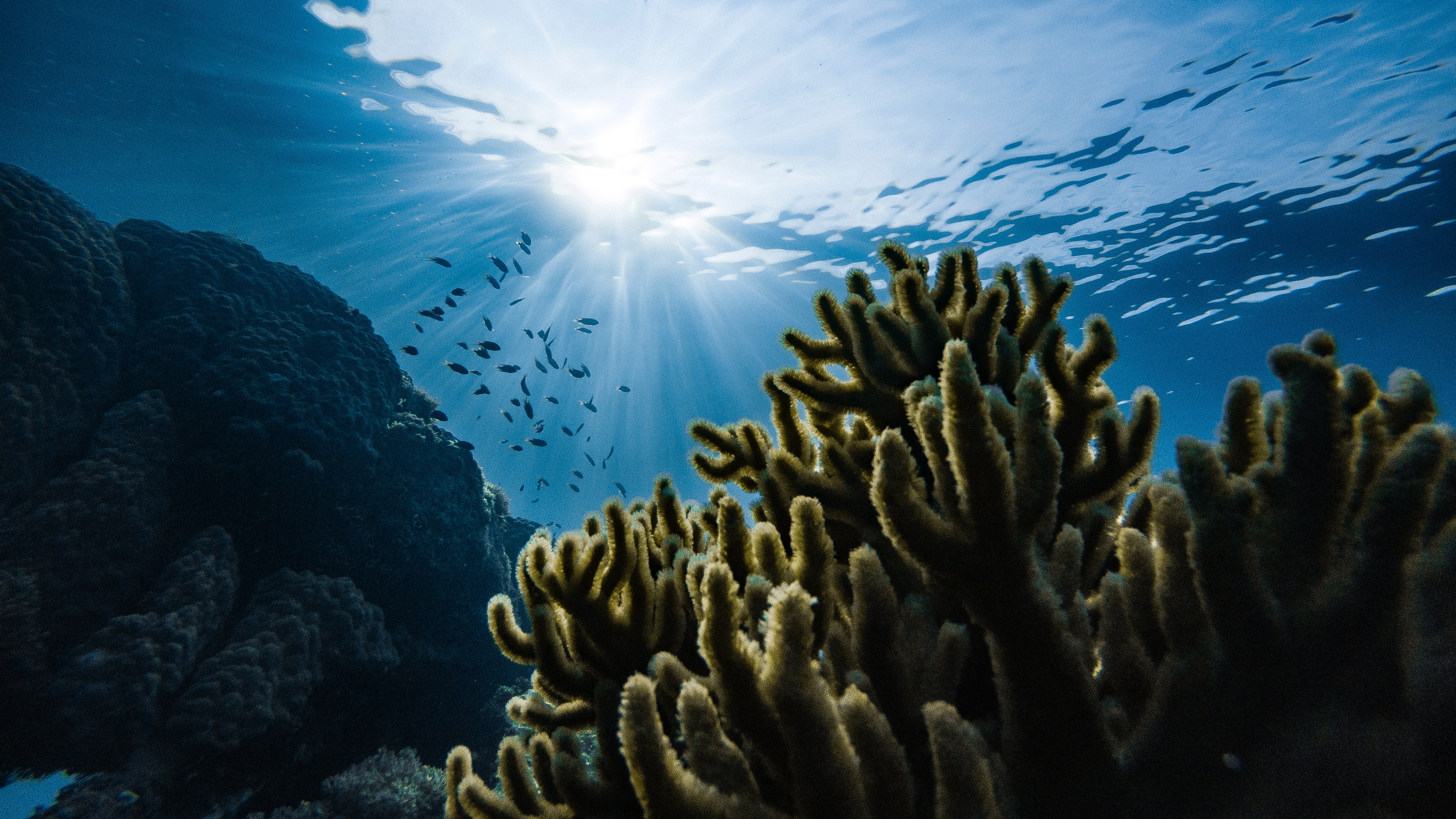 coral reef with fish and light shining through water