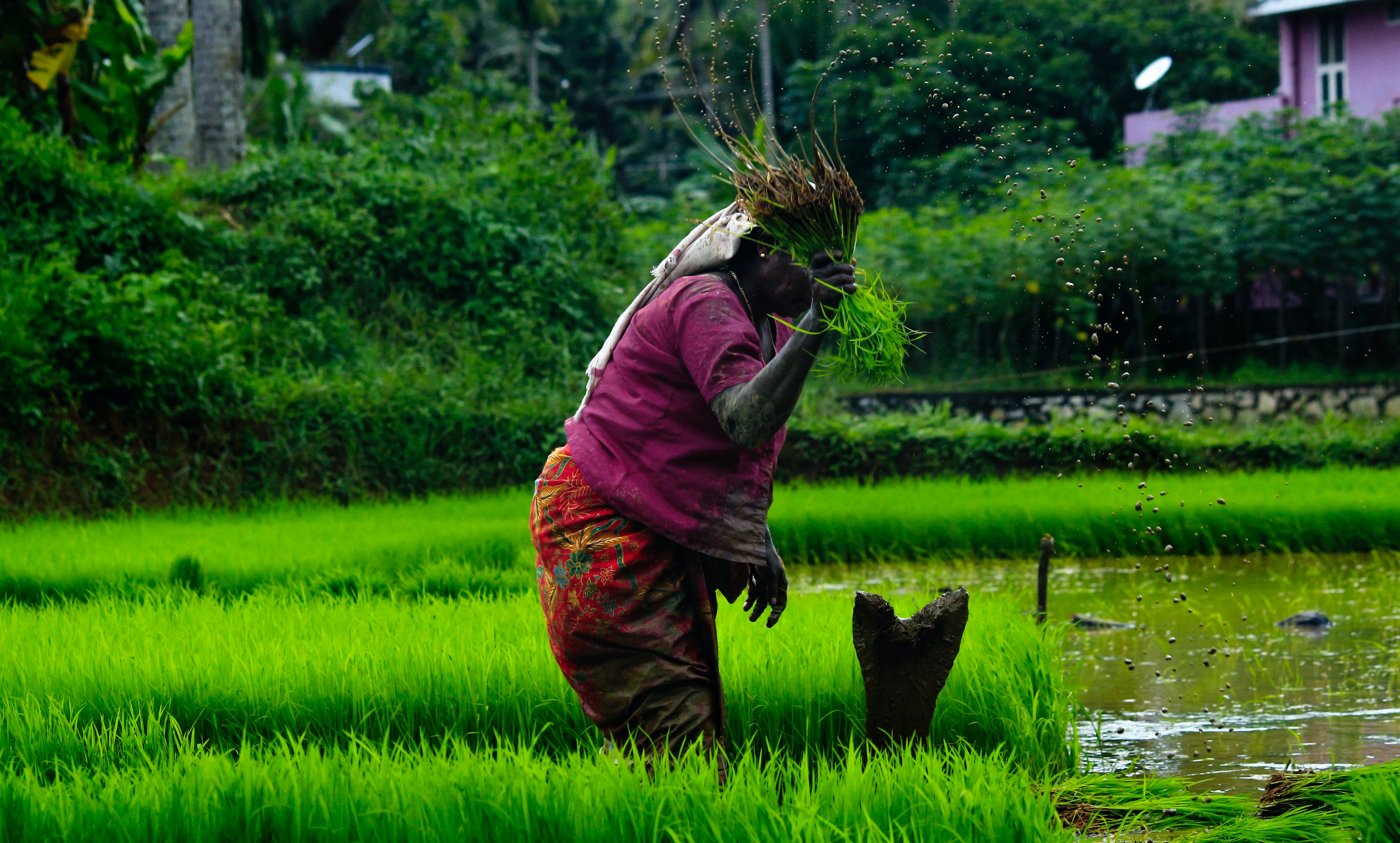woman farmer in paddy field in india