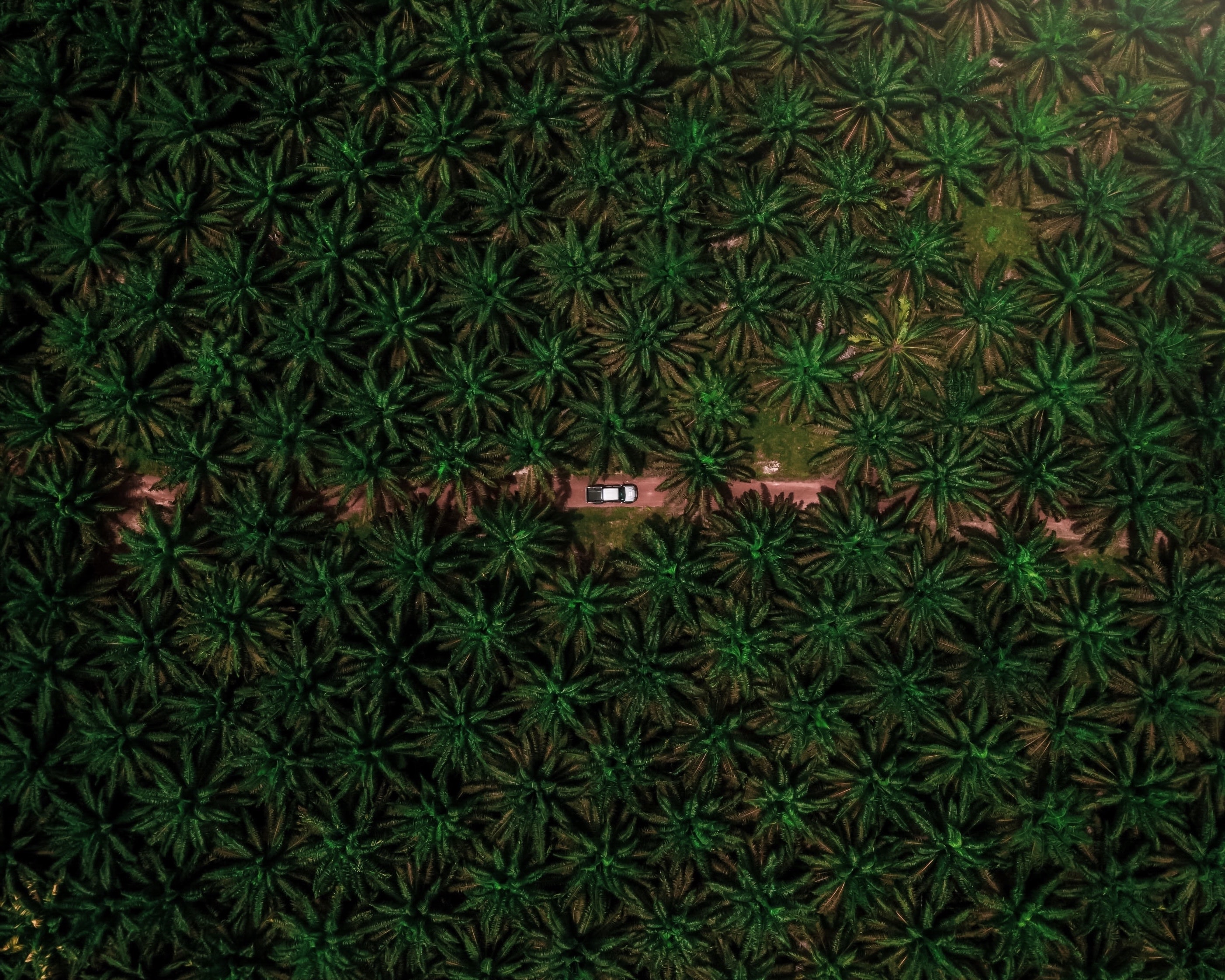 aerial of palm oil trees