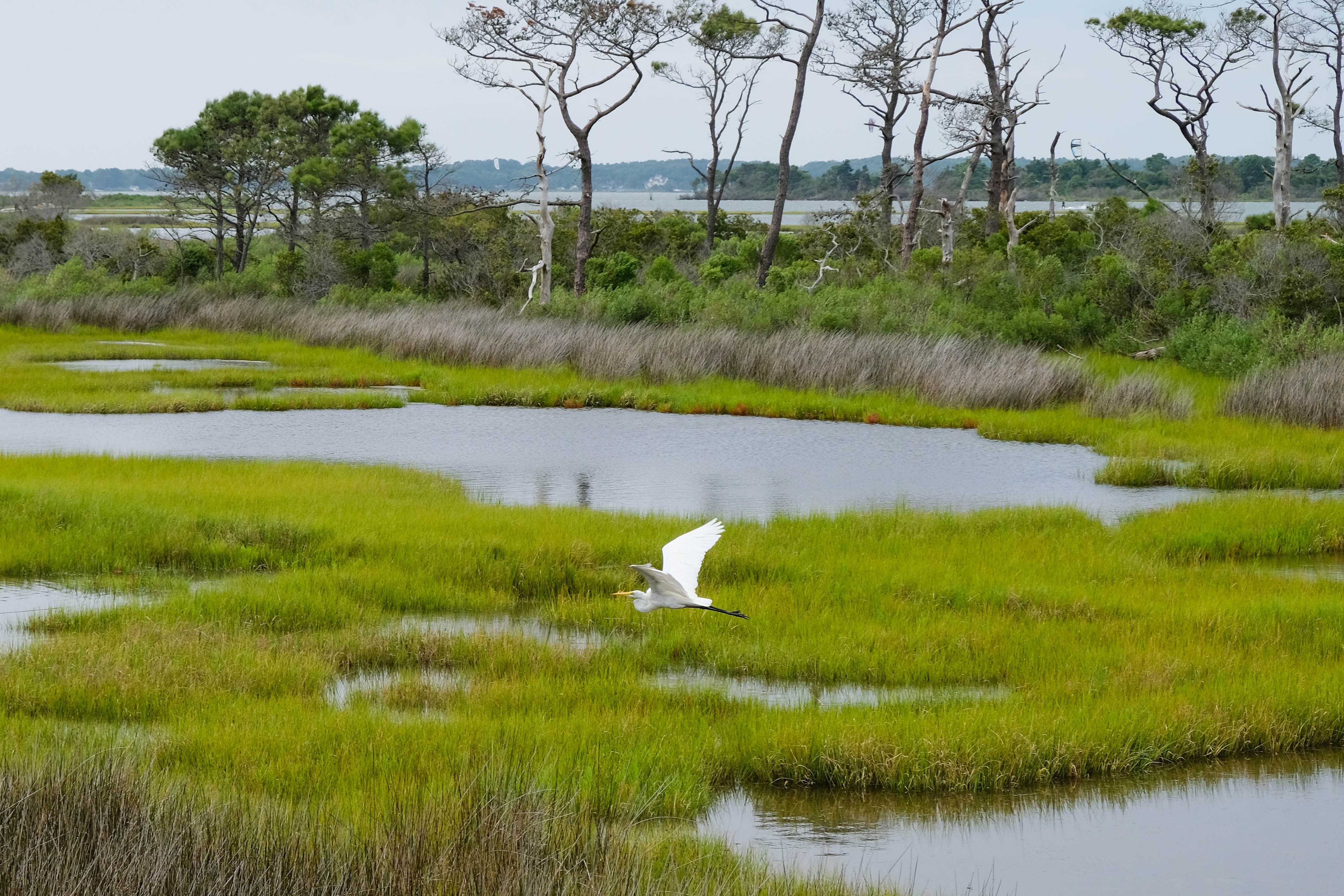 bird flying over wetland