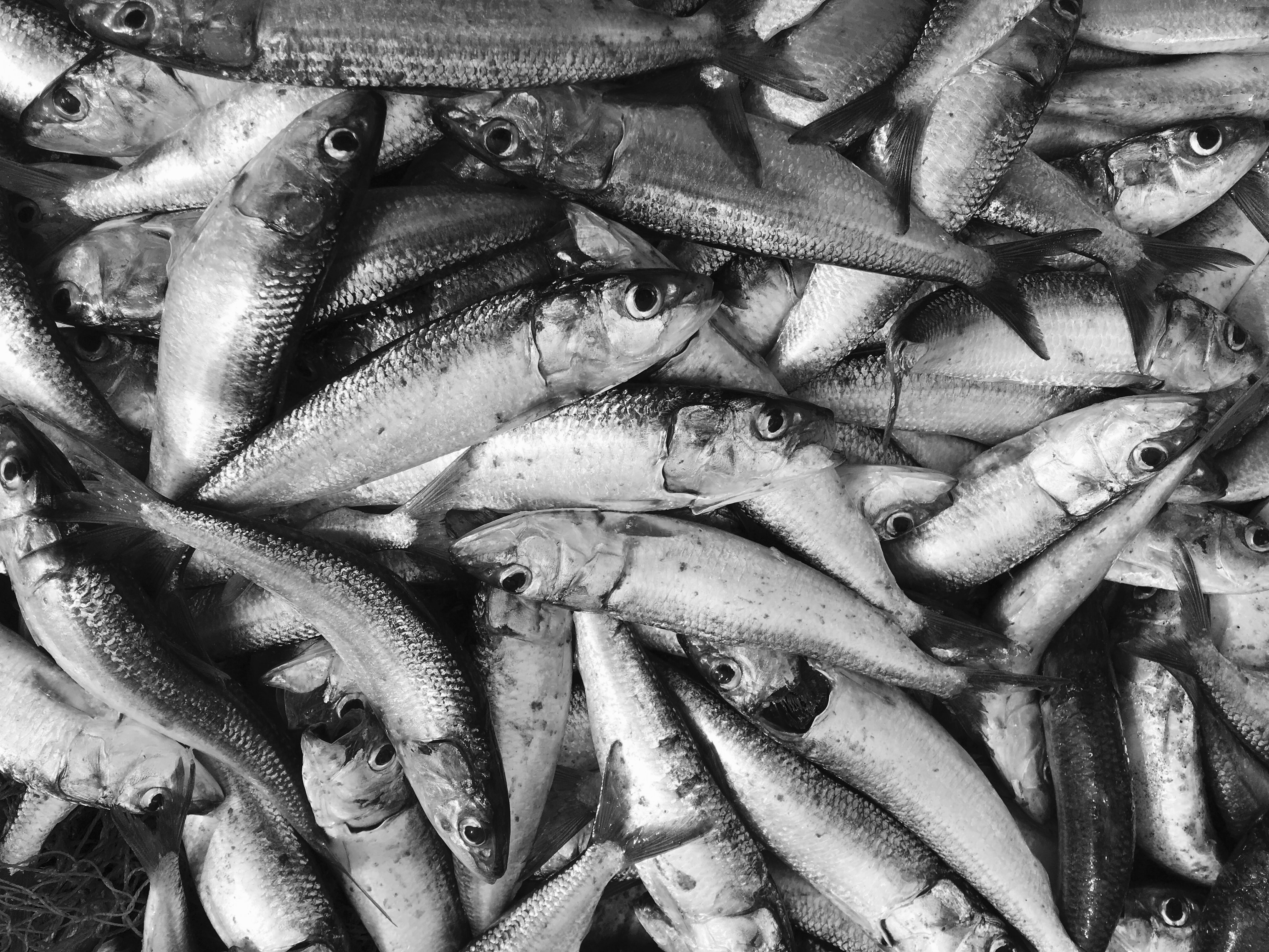 fish at market in gray tones
