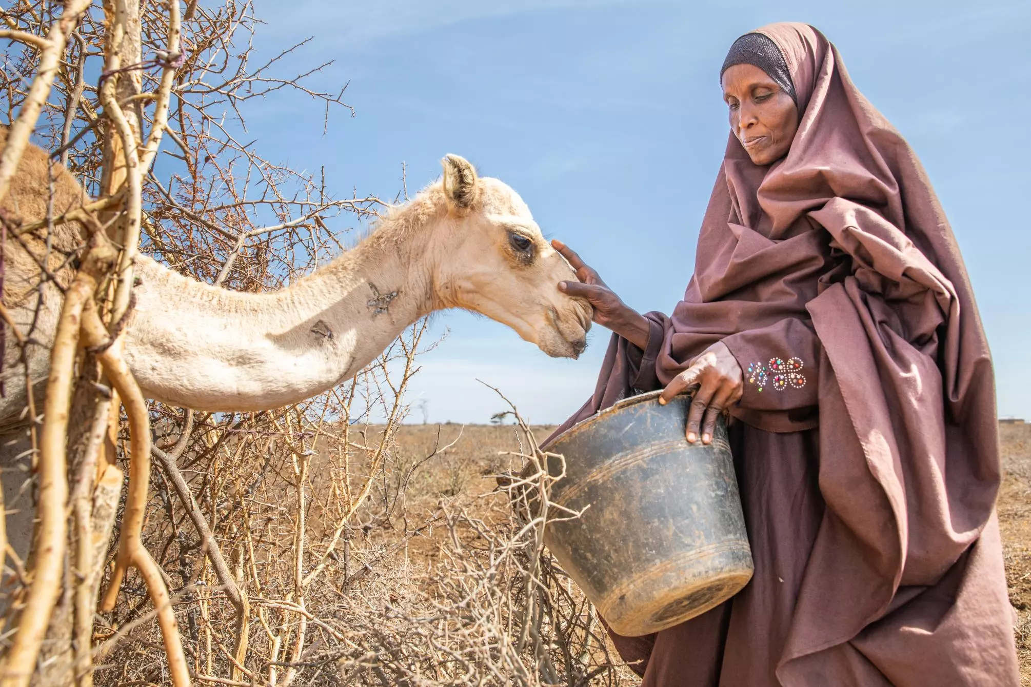 somalia - woman feeding llama