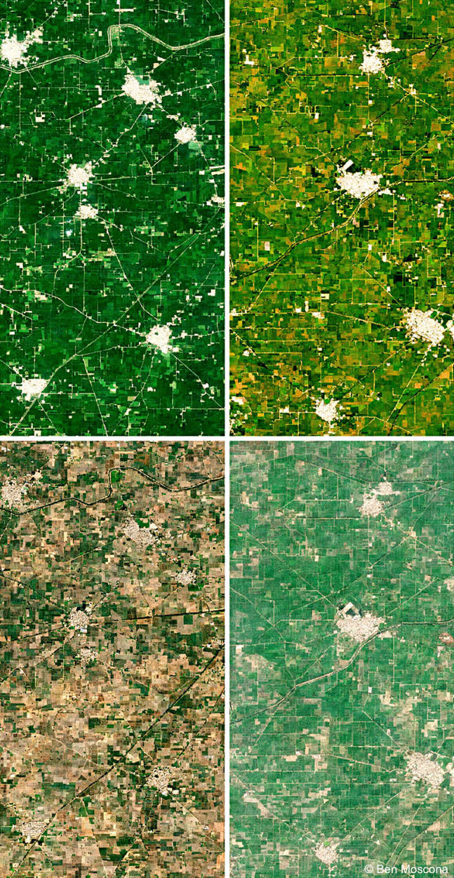 ben moscona satellite art punjab rice paddie fields