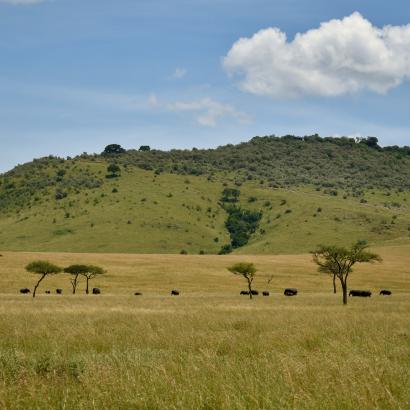 grazing elephants
