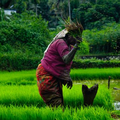 woman farmer in paddy field in india