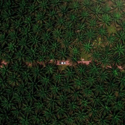 aerial of palm oil trees