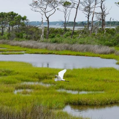bird flying over wetland