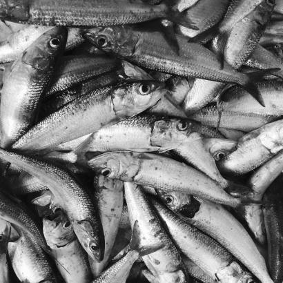 fish at market in gray tones