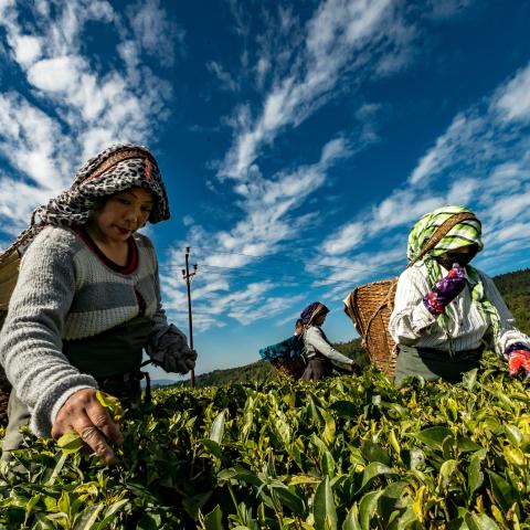 women picking crops