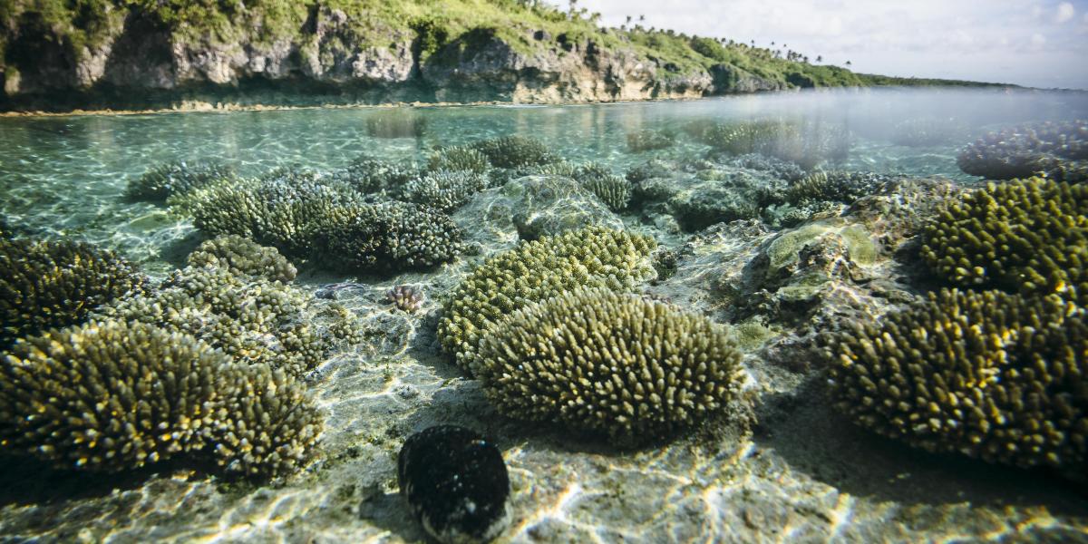 underwater photo of niue's coral reefs