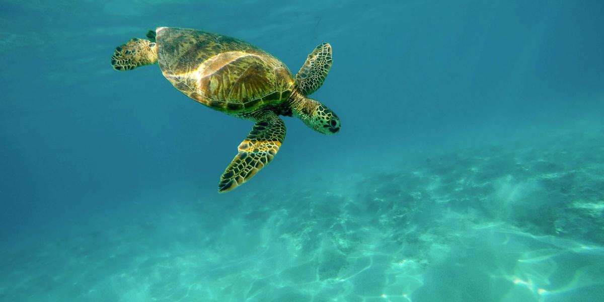 sea turtle swimming in open ocean