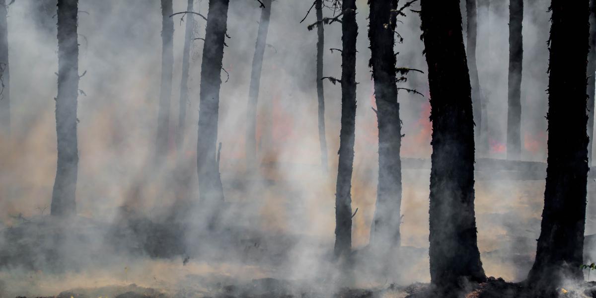 smoke coming out of burnt forest