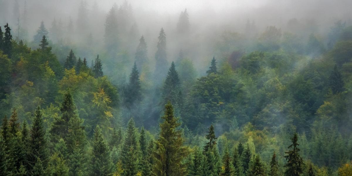 Forest with thick fog 