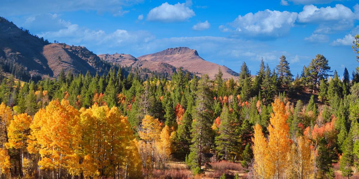 a coniferous forest with a mountain range in the background