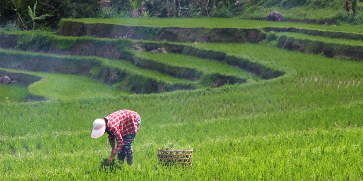 Photo someone farming 