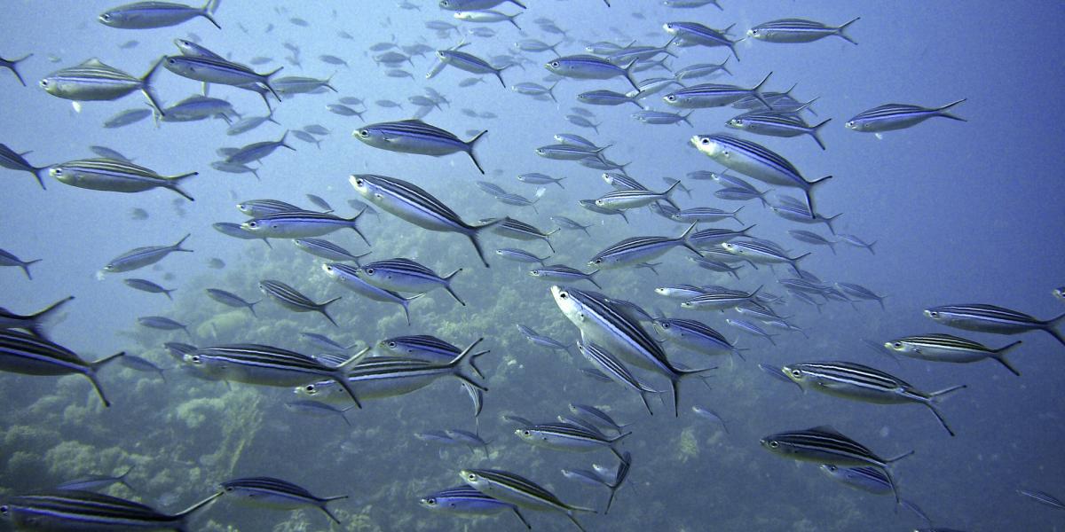 Swarm of fish swimming in the ocean