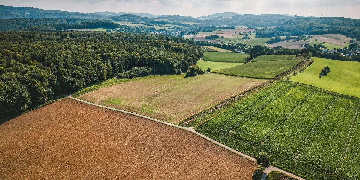 Agriculture fields bordered by forest