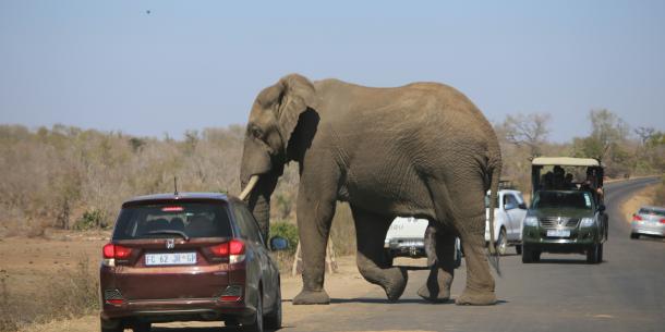 elephant crossing a road with traffic