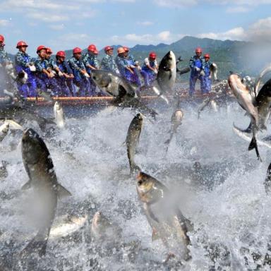 Fishermen gather to harvest fish in Hangzhou in eastern China.