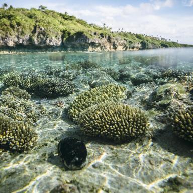 underwater photo of niue's coral reefs