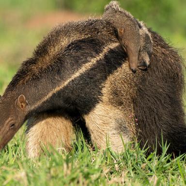 Conservation efforts on private lands have contributed to the protection of vulnerable species like the giant anteater in the Brazilian Pantanal.