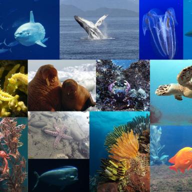 collage of ocean animals