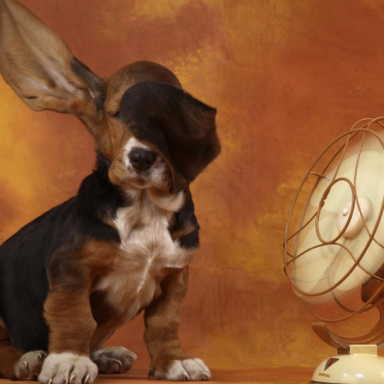 dog in front of a small electrical fan