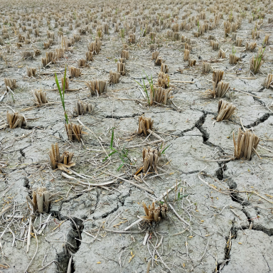 dry field