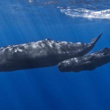 mother sperm whale swimming with baby sperm whale