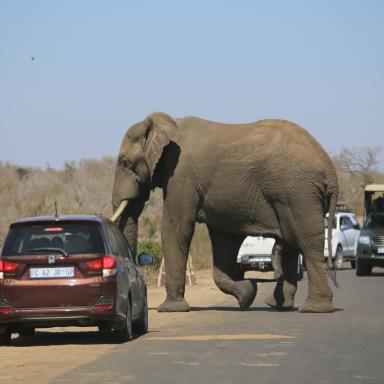 Elephant crossing the road in Kruger National Park.