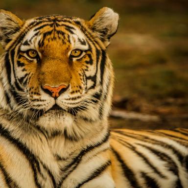 image of tiger resting 