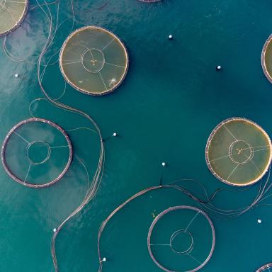 aerial of mariculture pen
