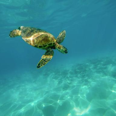 sea turtle swimming in open ocean