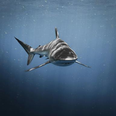 shark