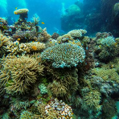 coral reef