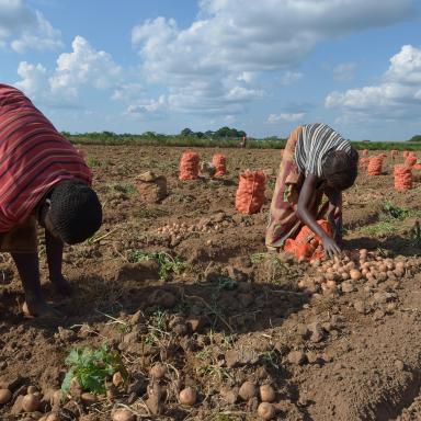 Three farmers harvesting potatoes by hand