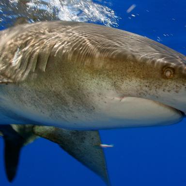 Header shark up close 