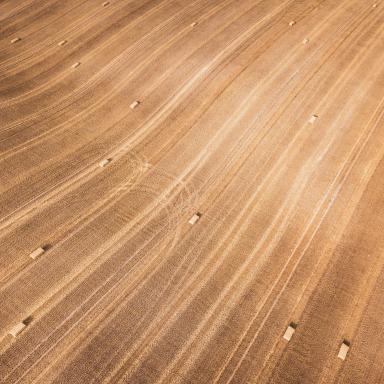 dry field