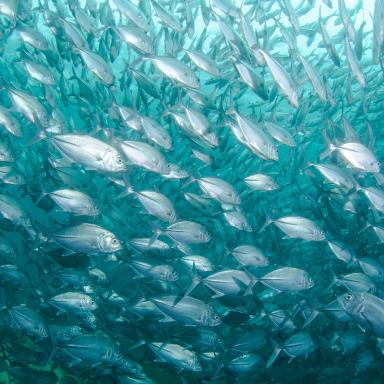 Swarm of fish in the ocean 