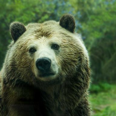 brown bear