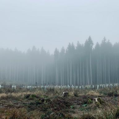 Forest with some cut trees in front