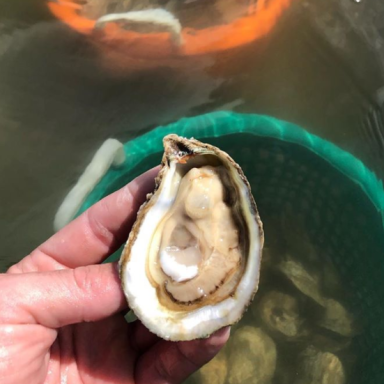 Oysters held by someone's hand 
