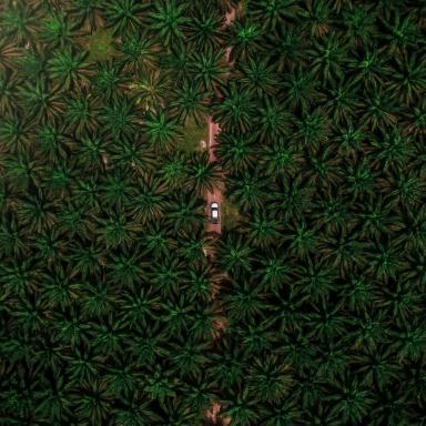 palm oil plantation
