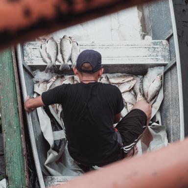 Man collecting fish in his boat 