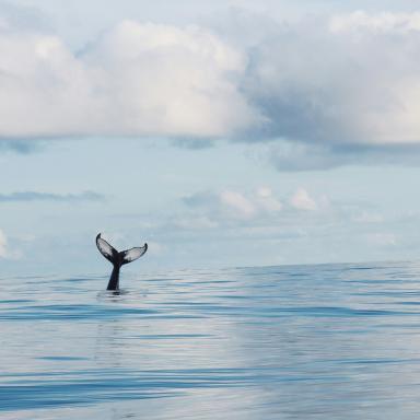whale tail