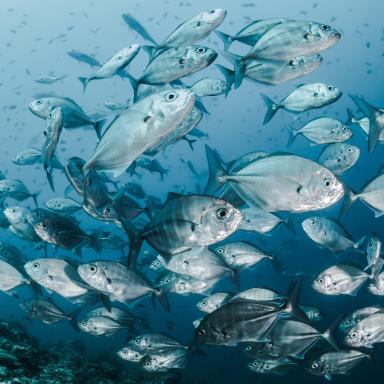 school of fish swimming in open ocean
